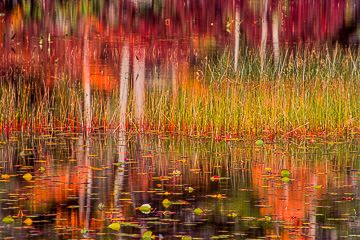 LE-AM-MIS-12&nbsp;&nbsp;&nbsp;&nbsp;&nbsp;&nbsp;&nbsp;&nbsp; Autumn Colors At Somes Pond, Somesville, Mount Desert Island, Maine