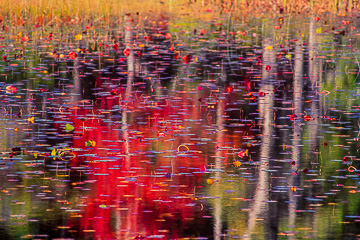 LE-AM-MIS-14&nbsp;&nbsp;&nbsp;&nbsp;&nbsp;&nbsp;&nbsp;&nbsp; Autumn Colors At Somes Pond, Somesville, Mount Desert Island, Maine