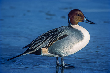 AM-B-01&nbsp;&nbsp;&nbsp;&nbsp;&nbsp;&nbsp;&nbsp;&nbsp; Northern Pintail On Ice, Bosque Del Apache NWR, New Mexico