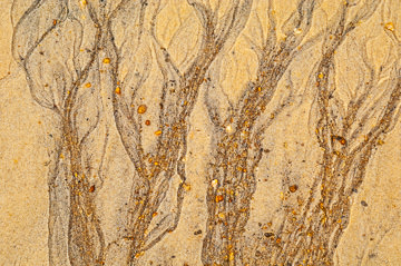 LE-SND-16&nbsp;&nbsp;&nbsp;&nbsp;&nbsp;&nbsp;&nbsp;&nbsp; Sand Design, Coast of Bahia, Brazil