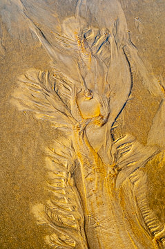 LE-SND-446&nbsp;&nbsp;&nbsp;&nbsp;&nbsp;&nbsp;&nbsp;&nbsp; Sand Design, Coast of Bahia, Brazil