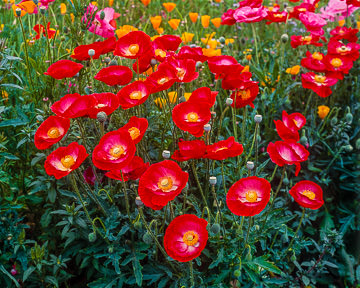 LE-AM-LA-001&nbsp;&nbsp;&nbsp;&nbsp;&nbsp;&nbsp;&nbsp;&nbsp; Wild Poppies, Oregon Coast, Oregon