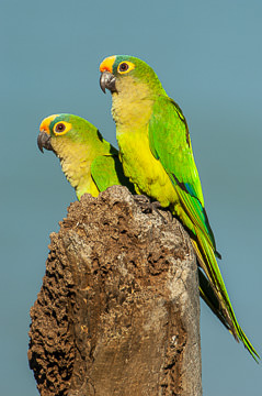 BR-B-14&nbsp;&nbsp;&nbsp;&nbsp;&nbsp;&nbsp;&nbsp;&nbsp; Periquito-Rei, Coastal Region Of Bahia, Brazil