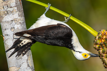 LE-BR-B-32&nbsp;&nbsp;&nbsp;&nbsp;&nbsp;&nbsp;&nbsp;&nbsp; Pica-Pau-Branco Eating Caxandó, Coastal Region Of Bahia, Brazil