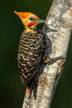 BR-B-15&nbsp;&nbsp;&nbsp;&nbsp;&nbsp;&nbsp;&nbsp;&nbsp; Pica-Pau-De-Cabeca-Amarela (Male), Coastal Region Of Bahia, Brazil