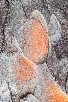 PFM-33&nbsp;&nbsp;&nbsp;&nbsp;&nbsp;&nbsp;&nbsp;&nbsp; Pine Bark Close-Up, Eagle Lake, Maine