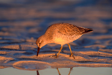 LE-AM-B-11&nbsp;&nbsp;&nbsp;&nbsp;&nbsp;&nbsp;&nbsp;&nbsp; Red Knot Feeding At Days End, Fort Myers Beach, Florida