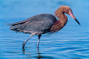 LE-AM-B-11&nbsp;&nbsp;&nbsp;&nbsp;&nbsp;&nbsp;&nbsp;&nbsp; Reddish Egret, Fort Myers Beach, Florida