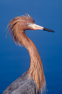 AM-B-02&nbsp;&nbsp;&nbsp;&nbsp;&nbsp;&nbsp;&nbsp;&nbsp; Reddish Egret Portrait, Fort Myers Beach, Florida