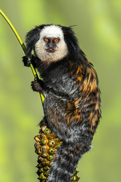 LE-BR-M-04&nbsp;&nbsp;&nbsp;&nbsp;&nbsp;&nbsp;&nbsp;&nbsp; Sagui-De-Cara-Branca, Southeast Coast Of Bahia, Brazil