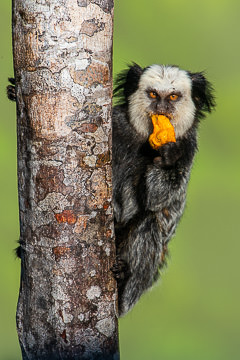 LE-BR-M-08&nbsp;&nbsp;&nbsp;&nbsp;&nbsp;&nbsp;&nbsp;&nbsp; Sagui-De-Cara-Branca Eating Caxandó, Southeast Coast of Bahia, Brazil