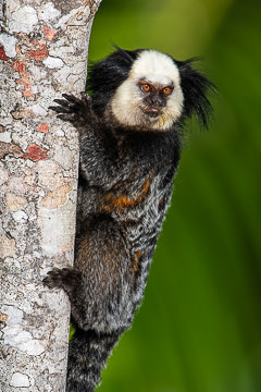 LE-BR-M-11&nbsp;&nbsp;&nbsp;&nbsp;&nbsp;&nbsp;&nbsp;&nbsp; Sagui-De-Cara-Branca On Tree, Southeast Coast of Bahia, Brazil