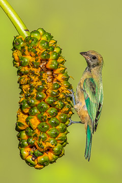 BR-B-39&nbsp;&nbsp;&nbsp;&nbsp;&nbsp;&nbsp;&nbsp;&nbsp; Saira-Amarela On Caxando, Coastal Region Of Bahia, Brazil