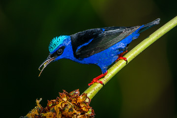 LE-BR-B-07&nbsp;&nbsp;&nbsp;&nbsp;&nbsp;&nbsp;&nbsp;&nbsp; Saira-Beija-Flor On Caxandó, Coastal Region Of Bahia, Brazil