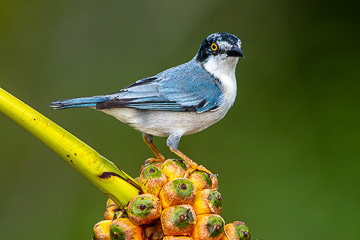 BR-B-08&nbsp;&nbsp;&nbsp;&nbsp;&nbsp;&nbsp;&nbsp;&nbsp; Saira-De-Chapel-Preto On Caxando, Coastal Region Of Bahia, Brazil