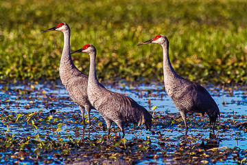 LE-AM-B-05&nbsp;&nbsp;&nbsp;&nbsp;&nbsp;&nbsp;&nbsp;&nbsp; Sandhill Cranes at Myakka River State Park, Florida