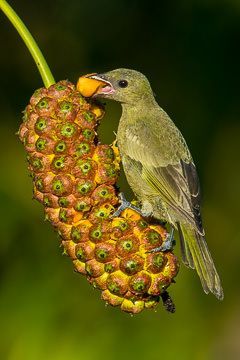 LE-BR-B-85&nbsp;&nbsp;&nbsp;&nbsp;&nbsp;&nbsp;&nbsp;&nbsp; Sanhaço-De-Coqueiro On Caxandó, Coastal Region Of Bahia, Brazil
