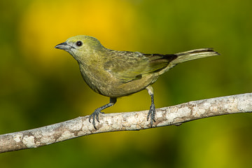 BR-B-91&nbsp;&nbsp;&nbsp;&nbsp;&nbsp;&nbsp;&nbsp;&nbsp; Sanhaco-Do-Coqueiro, Coastal Region Of Bahia, Brazil