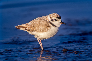 AM-B-01&nbsp;&nbsp;&nbsp;&nbsp;&nbsp;&nbsp;&nbsp;&nbsp; Snowy Plover, Fort Myers Beach, Florida
