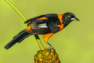 BR-B-65&nbsp;&nbsp;&nbsp;&nbsp;&nbsp;&nbsp;&nbsp;&nbsp; Sofre, Coastal Region Of Bahia, Brazil