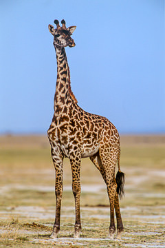 LE-AF-M-48&nbsp;&nbsp;&nbsp;&nbsp;&nbsp;&nbsp;&nbsp;&nbsp; Southern Giraffe, Etosha National Park, Namibia