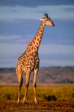 AF-M-49 Southern Giraffe, Chobe National Park, Botswana