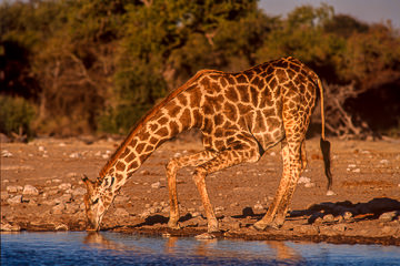 LE-AF-M-41&nbsp;&nbsp;&nbsp;&nbsp;&nbsp;&nbsp;&nbsp;&nbsp; Southern Giraffe Drinking, Etosha National Park, Namibia