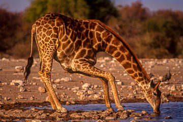 LE-AF-M-44&nbsp;&nbsp;&nbsp;&nbsp;&nbsp;&nbsp;&nbsp;&nbsp; Southern Giraffe Drinking, Etosha National Park, Namibia