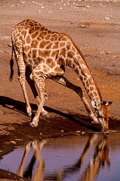AF-M-62 Southern Giraffe Drinking, Etosha National Park, Namibia