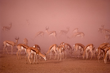 LE-AF-M-01&nbsp;&nbsp;&nbsp;&nbsp;&nbsp;&nbsp;&nbsp;&nbsp; Springboks In A Sand Storm, Kalahari Gemsbok National Park, South Africa