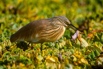 AF-B-04&nbsp;&nbsp;&nbsp;&nbsp;&nbsp;&nbsp;&nbsp;&nbsp; Squacco Heron With Frog, Kruger NP, South Africa
