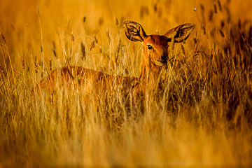LE-AF-M-13&nbsp;&nbsp;&nbsp;&nbsp;&nbsp;&nbsp;&nbsp;&nbsp; Steenbok Feeding On High Grasses, Kruger National Park, South Africa