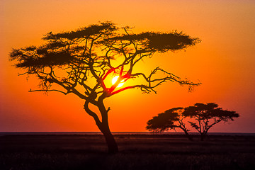 AF-LA-06 Sunset Behind Acacia Trees, Amboseli National Park, Kenya