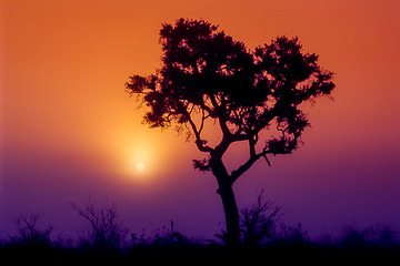 LE-AF-LA-02&nbsp;&nbsp;&nbsp;&nbsp;&nbsp;&nbsp;&nbsp;&nbsp; Silhouetted Tree As Sun Rises, Kruger National Park, South Africa