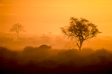 AF-LA-17 Dawn, Kruger National Park, South Africa