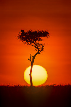 AF-LA-07 Sun Rising Behind Acacia Tree, Masai Mara National Reserve, Kenya