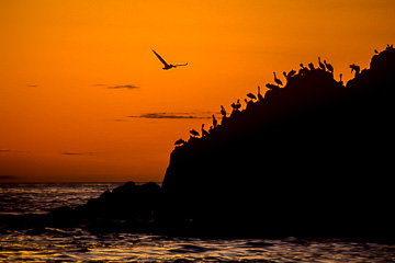 AM-LA-02 Pelicans At Dusk, Carmel, California