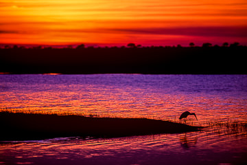 AF-LA-02 Yellowbilled Stork At Sunset, Chobe National Park, Botswana