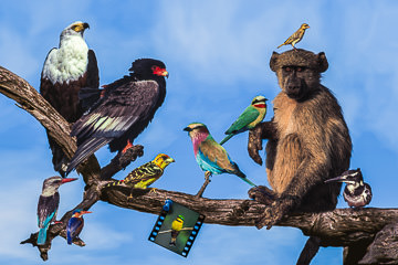 LE-SUR-01&nbsp;&nbsp;&nbsp;&nbsp;&nbsp;&nbsp;&nbsp;&nbsp; African Shangri-La