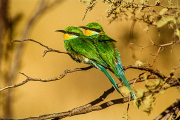 LE-AF-B-03&nbsp;&nbsp;&nbsp;&nbsp;&nbsp;&nbsp;&nbsp;&nbsp; Swallowtailed Bee-Eaters, Kalahari Gemsbok National Park, South Africa