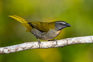 LE-BR-B-32&nbsp;&nbsp;&nbsp;&nbsp;&nbsp;&nbsp;&nbsp;&nbsp; Trinca-Ferro-Verdadeiro, Coastal Region Of Bahia, Brazil