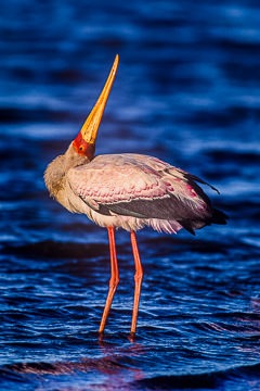 LE-AF-B-06&nbsp;&nbsp;&nbsp;&nbsp;&nbsp;&nbsp;&nbsp;&nbsp; Yellowbilled Stork, Sunset Dam, Kruger NP, South Africa