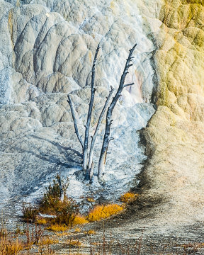 LE-AM-LA-002&nbsp;&nbsp;&nbsp;&nbsp;&nbsp;&nbsp;&nbsp;&nbsp; Dried Tree, Orange Spring Mound, Mammoth Hot Springs, Yellowstone NP, Wyoming