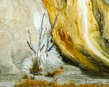 AM-LA-005nbsp;&nbsp;&nbsp;&nbsp;&nbsp;&nbsp;&nbsp;&nbsp; Dried Tree, Orange Spring Mound, Mammoth Hot Springs, Yellowstone NP, Wyoming