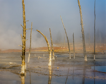 LE-AM-LA-007&nbsp;&nbsp;&nbsp;&nbsp;&nbsp;&nbsp;&nbsp;&nbsp; Dead Trees Near Geyser, Yellowstone National Park, Wyoming