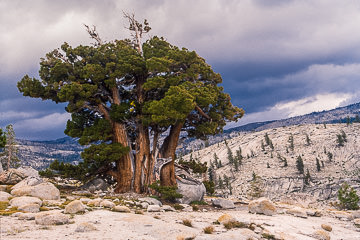 AM-LA-06&nbsp;&nbsp;&nbsp;&nbsp;&nbsp;&nbsp;&nbsp;&nbsp; Western Juniper Tree, Yosemite NP, California